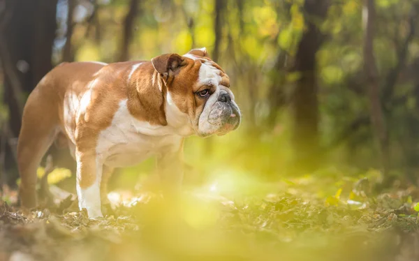 Inglês Bulldog Dog Autumn Portrait — Fotografia de Stock