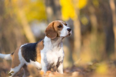 Beagle köpek orman portresi
