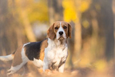 şirin beagle köpek yaprakları ile sonbahar bir ormanda