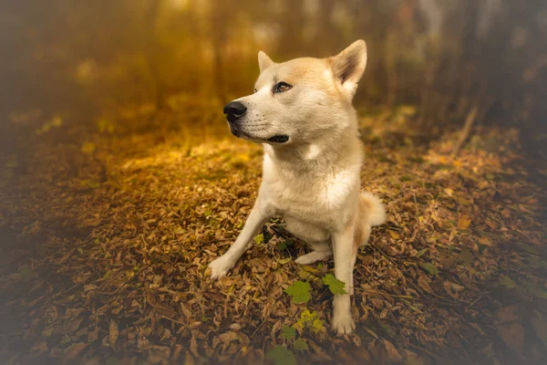 Akita inu hund i skogen höst — Stockfoto