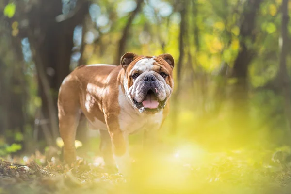 Engelsk Bulldogg i parken i höst — Stockfoto