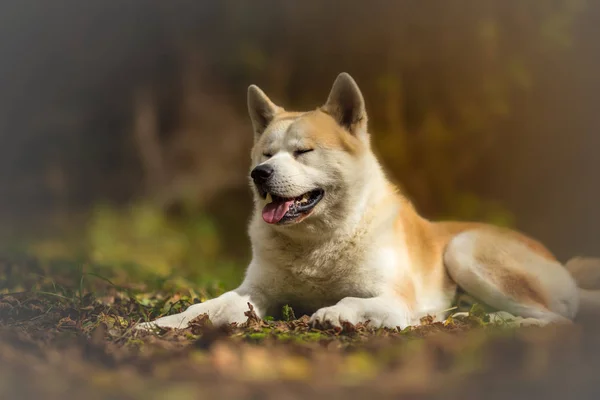 Akita inu dog in the autumn forest — Stock Photo, Image