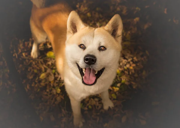 Akita Inu pies patrząc w górę — Zdjęcie stockowe
