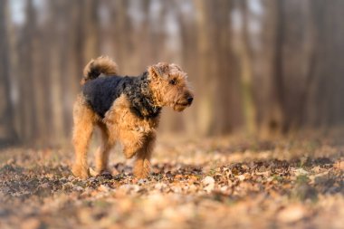 Airedale Terrier ormanda