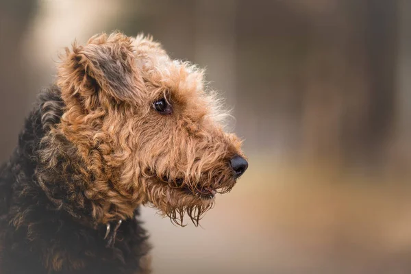 Airedale Terrier in the forest portrait — Stock Photo, Image