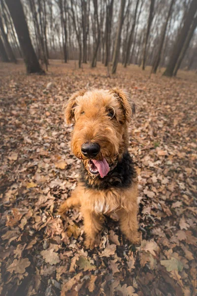 Retrato de airedale terrier na floresta — Fotografia de Stock