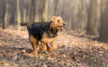Airedale terrier köpek içinde koşmak