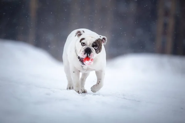 Engelsk Bulldogg leker med boll på kall vinterdag — Stockfoto