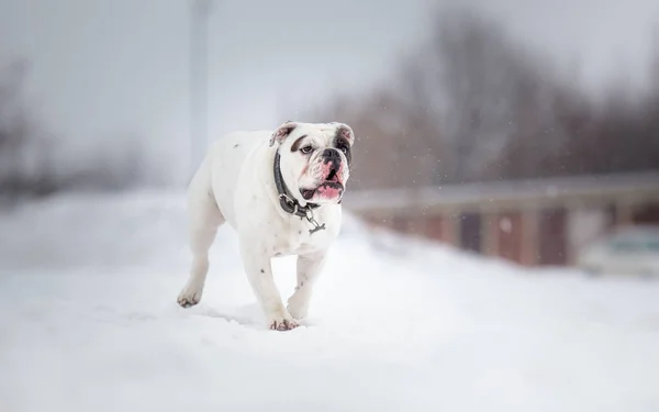 White English Bulldog run in snow — Stock Photo, Image