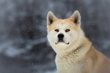 Japon Akita Inu köpek kış portresi