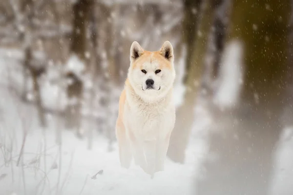 Japanska Akita Inu hund vinter porträtt — Stockfoto