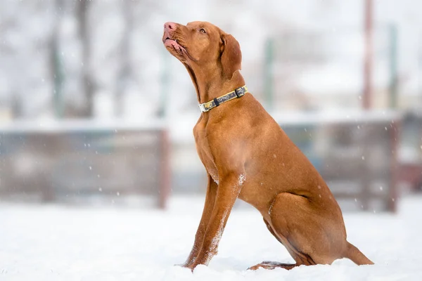 Unkarin Vizsla koira kuuntelee komentoa — kuvapankkivalokuva