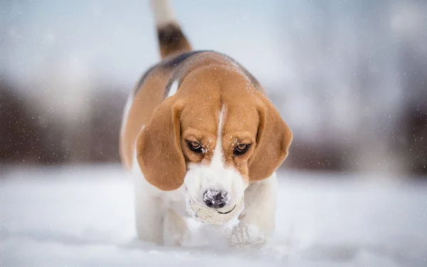 Beaglehund leker med boll på snö dag — Stockfoto
