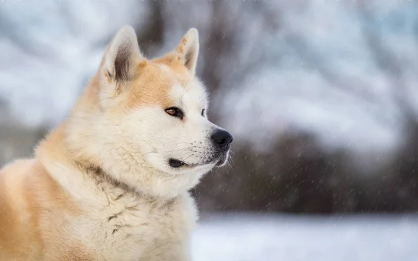 Portret zimowy japoński psów Akita Inu — Zdjęcie stockowe