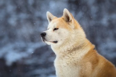 Japon köpeği Akita Inu kış portresi