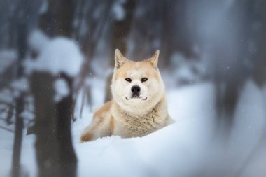 Akita Inu köpek orman