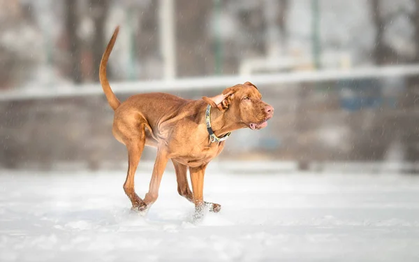 Hungarian Vizsla Dog Running on snowy day — Stock Photo, Image