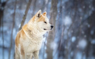 Japon köpeği Akita Inu kış portresi
