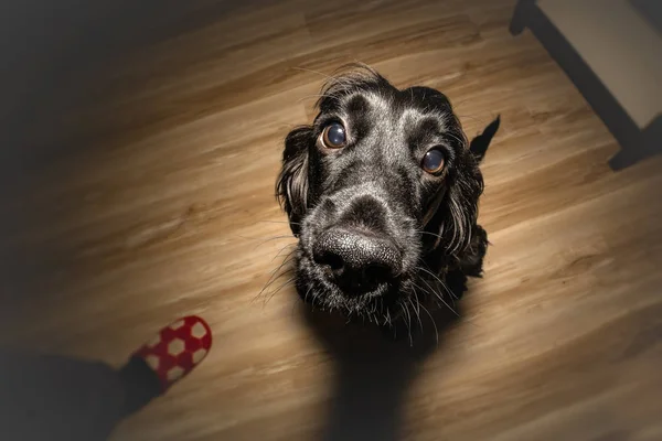 Hund wartet auf Belohnung — Stockfoto
