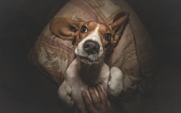 Schattig Beagle honden liever kinderboerderij — Stockfoto