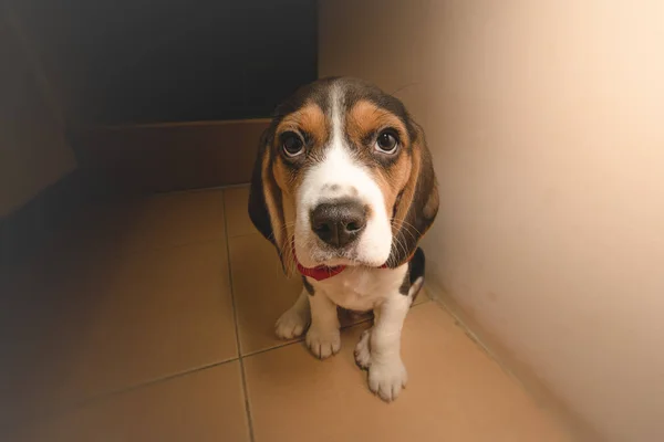 Niedlichkeitsüberlastung - Beagle Welpe schaut in die Kamera — Stockfoto