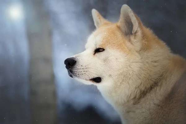 日本の犬は、秋田の冬の森犬 — ストック写真