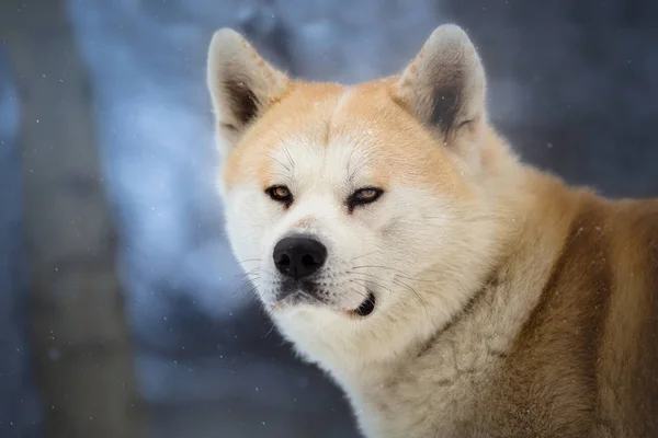 Hachiko - japonský pes Akita Inu v zimním lese — Stock fotografie