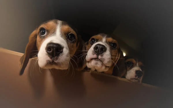 Τρεις περίεργος beagle κουτάβια — Φωτογραφία Αρχείου