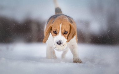 Karlı kış gününde getirme Beagle köpek ile oynamak