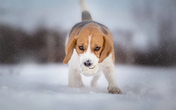 Playing fetch with Beagle dog on snowy winter day — Stock Photo, Image