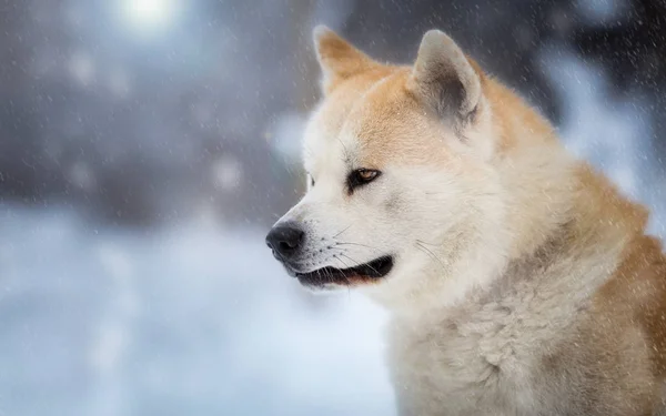 Japansk hund Akita Inu i skogen vinter — Stockfoto