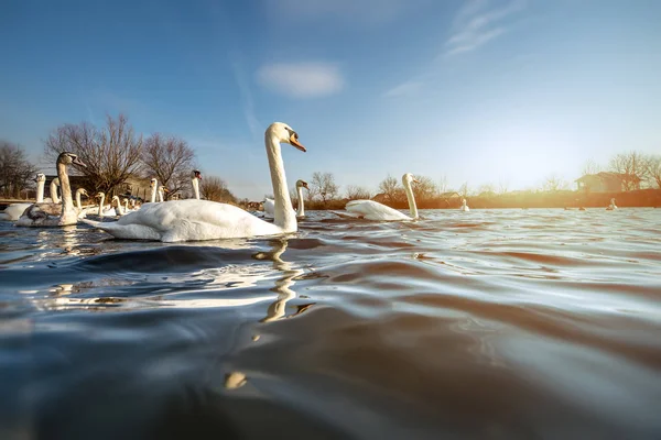 Krásné bílé labutě na jezeře — Stock fotografie