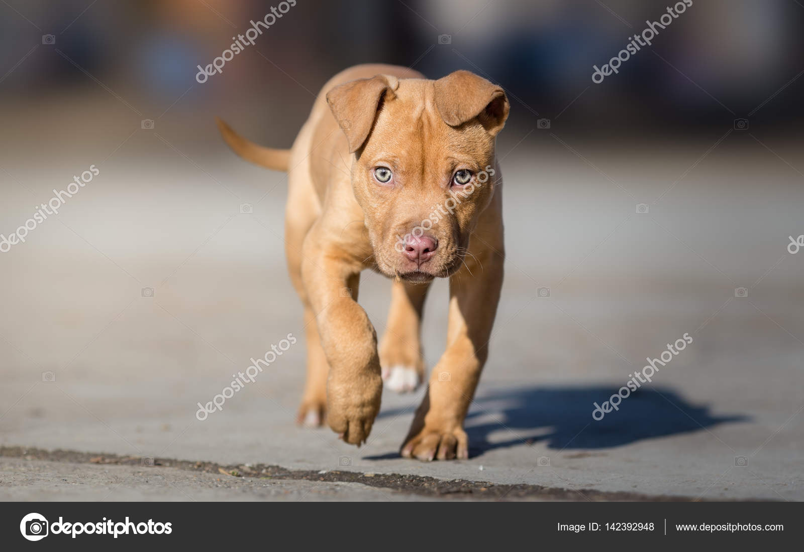 15 Pit Bull Puppie Stock Photos Free Royalty Free Pit Bull Puppie Images Depositphotos 15 Pit Bull Puppie Stock Photos Free Royalty Free Pit Bull Puppie Images Depositphotos