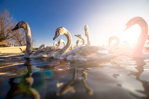 Krásné bílé labutě na jezeře — Stock fotografie