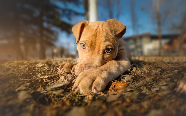 Niedlichen braunen Terrier Welpen Porträt — Stockfoto