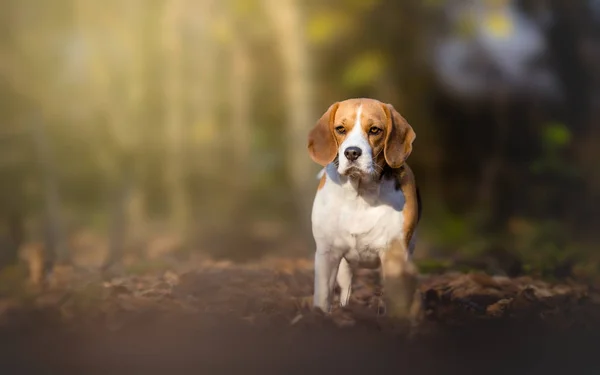 Beagle kutya az erdőben — Stock Fotó