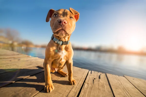 Cãozinho terrier amarelo em férias — Fotografia de Stock