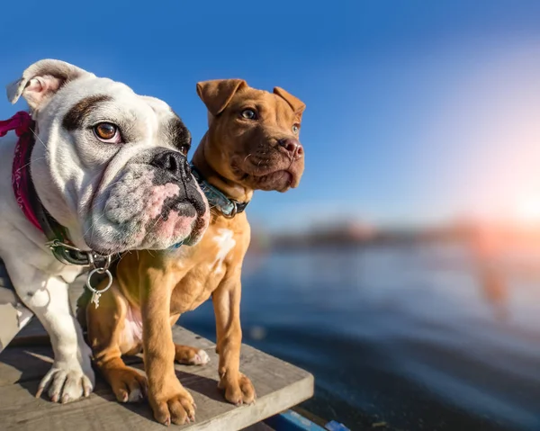 Zwei Hunde stehen auf Holzsteg am See lizenzfreie Stockbilder