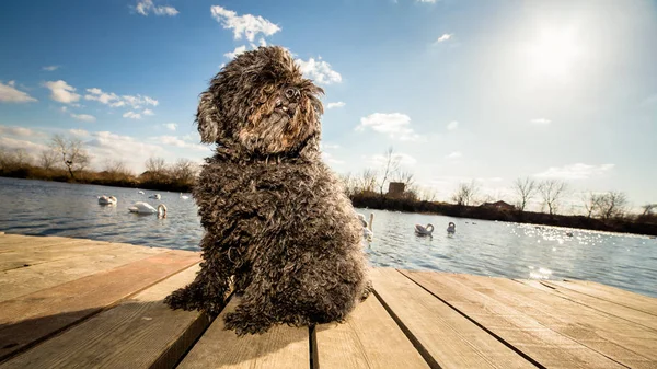 Puli węgierski pies siedzi na dock Obraz Stockowy