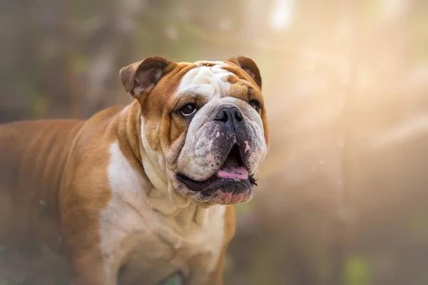 Inglês bulldog cão na natureza retrato — Fotografia de Stock