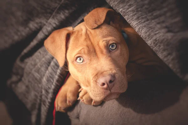 Um cachorrinho bonito olhando do peito do homem — Fotografia de Stock