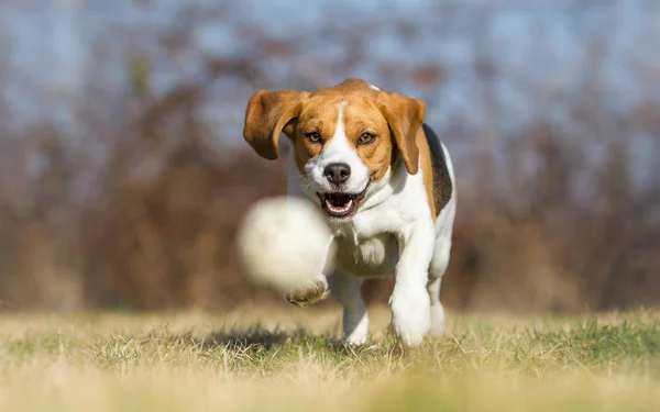 Jugar a buscar con el perro beagle — Foto de Stock