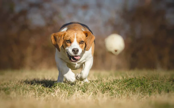 Beagle Dog jagt einem Ball hinterher Stockbild