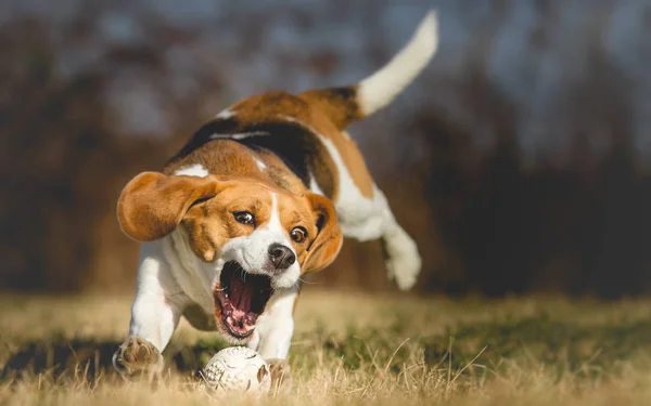Фотография собаки, бегущей за мячом — стоковое фото
