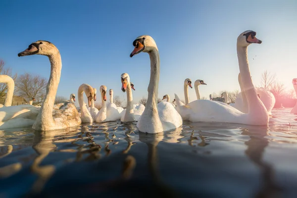 Skupina bílých labutí na jezeře — Stock fotografie