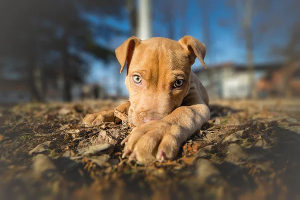 Porträt des niedlichen gelben Terrier-Welpen — Stockfoto