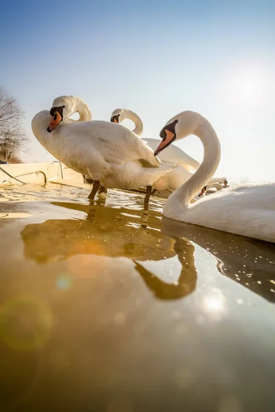 Bílé labutě, stojící na staré říční lodi — Stock fotografie