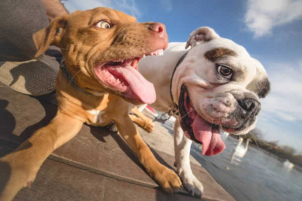 Две собаки играют друг с другом Лицензионные Стоковые Фото