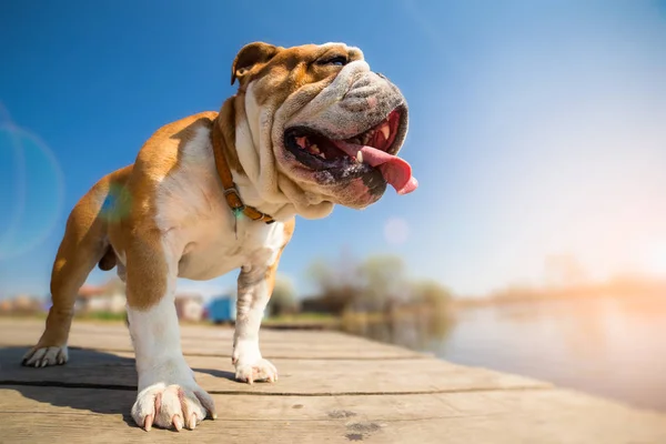 Inglês Bulldog cão primavera fundo — Fotografia de Stock