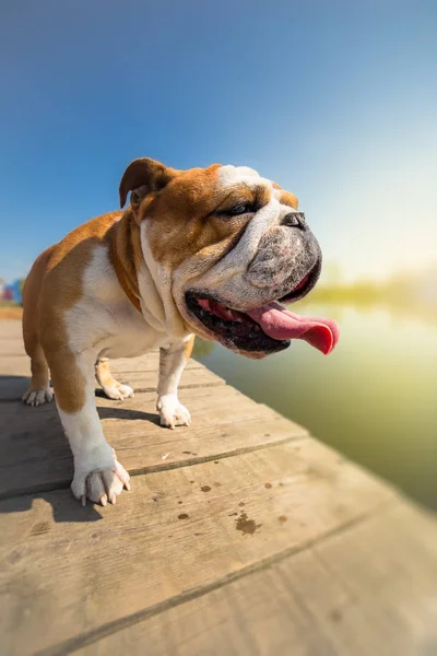 Englische Bulldogge steht auf der Anklagebank — Stockfoto